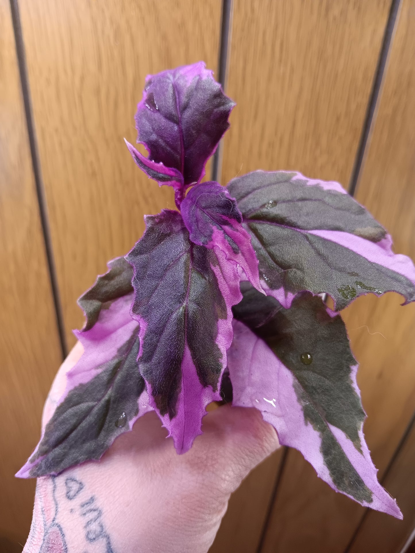 Variegated Purple Passion