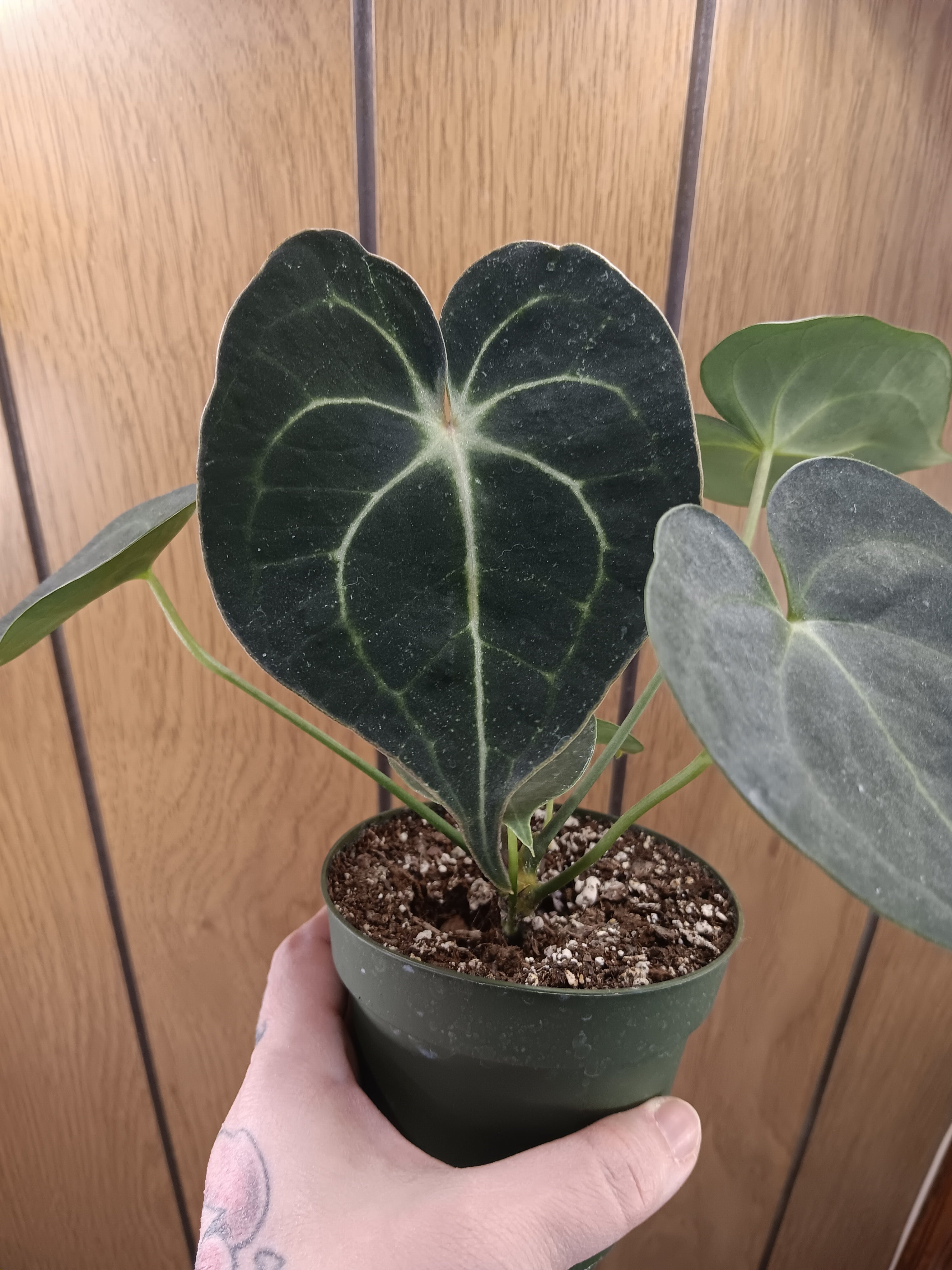 anthurium clarinerium Clarinervium Anthurium – Plant Therapy Co