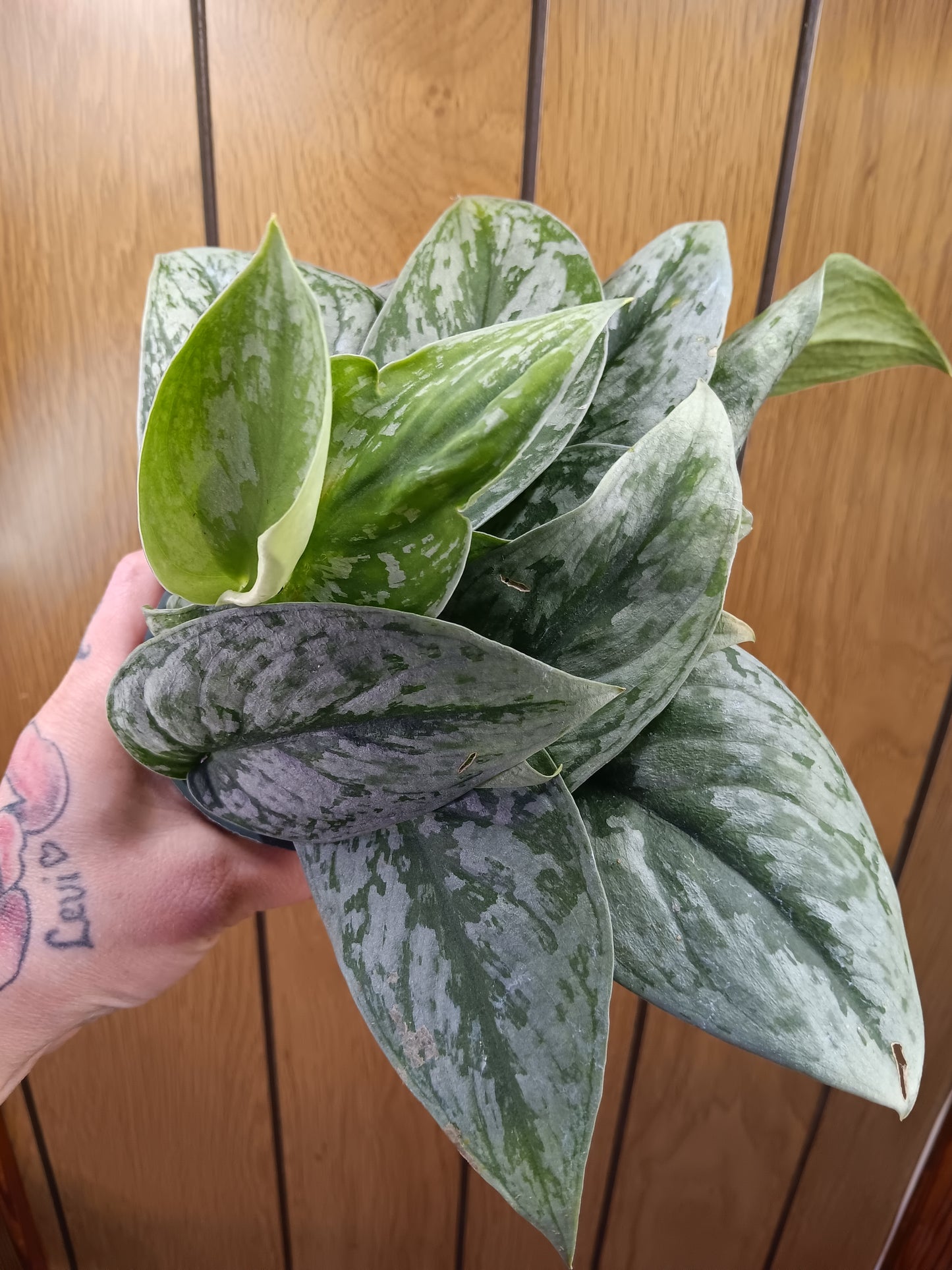 Exotica Scindapsus