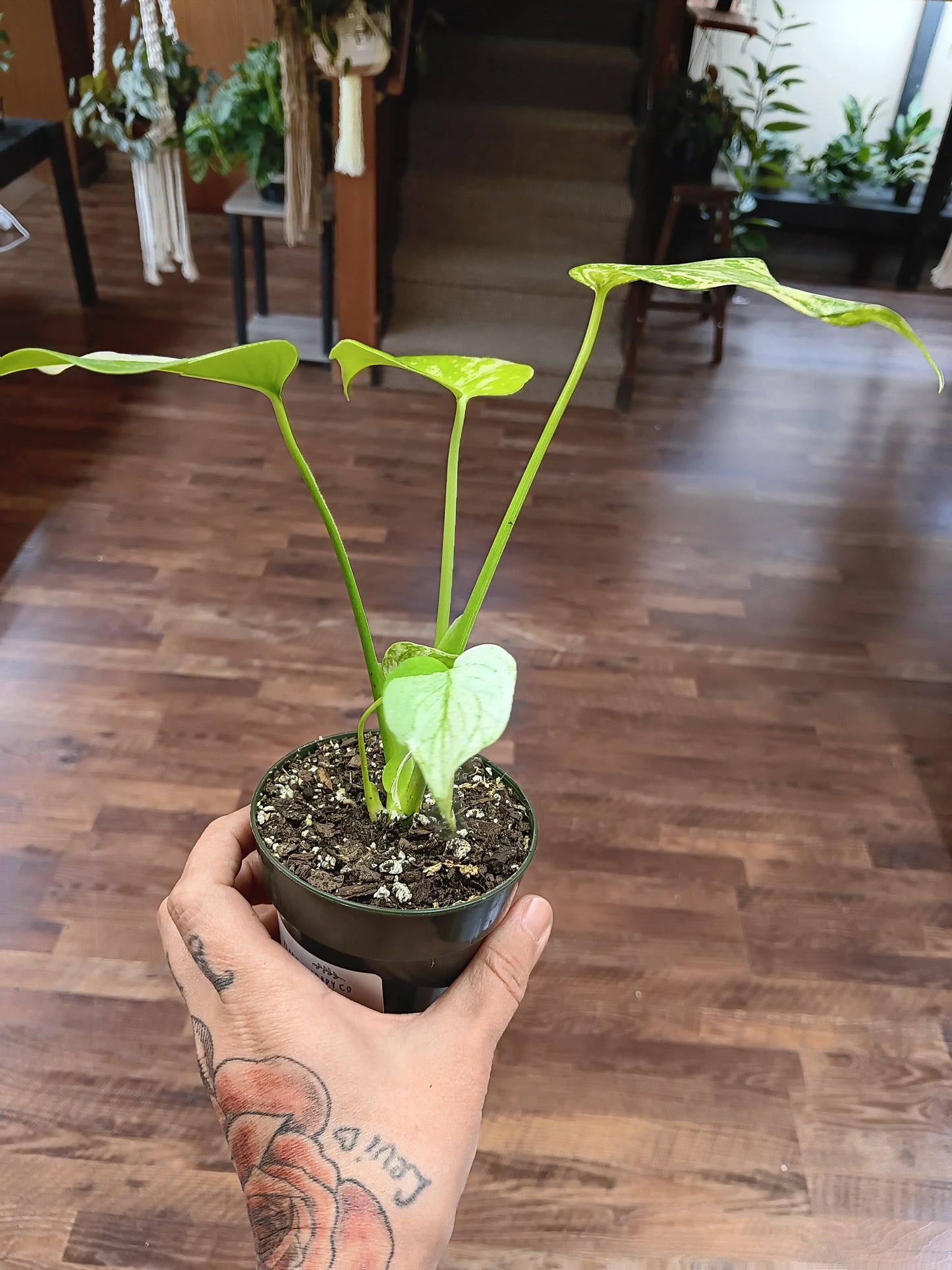 Monstera Mint Large Form