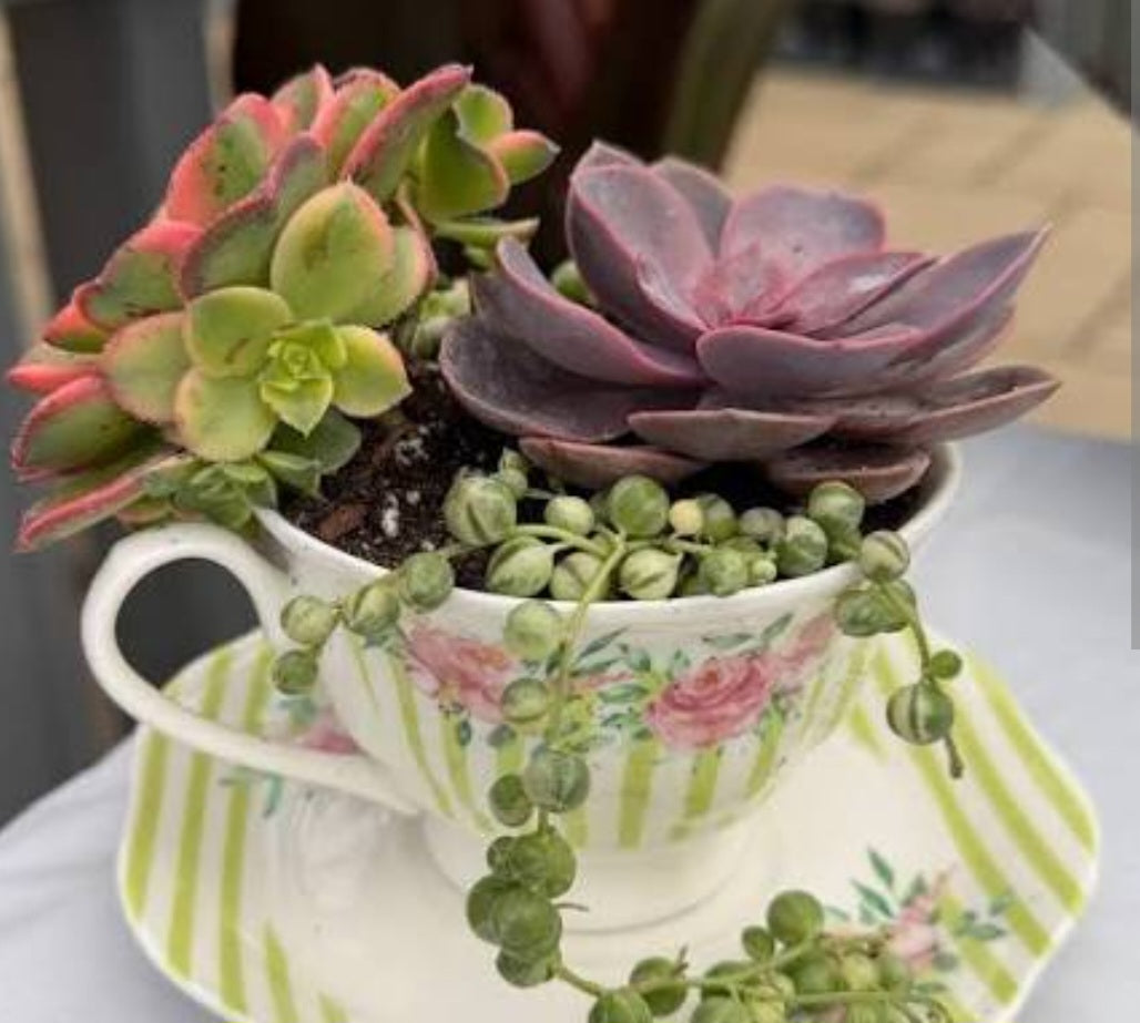 ππΈ Mother's Day Mommy & Me Teacup Garden Workshop πΈπ
