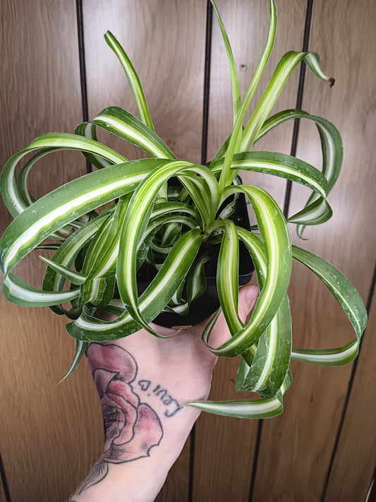 Curly "Bonnie" Spider plant