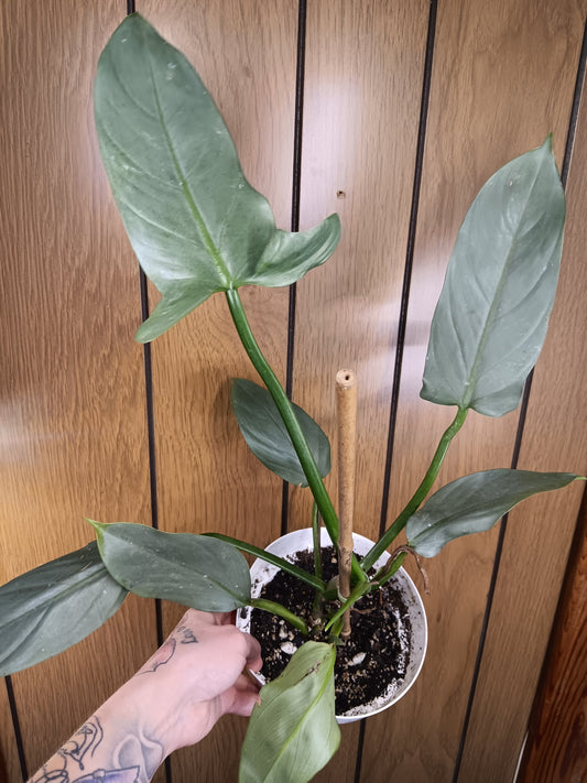 Silver Sword Philodendron