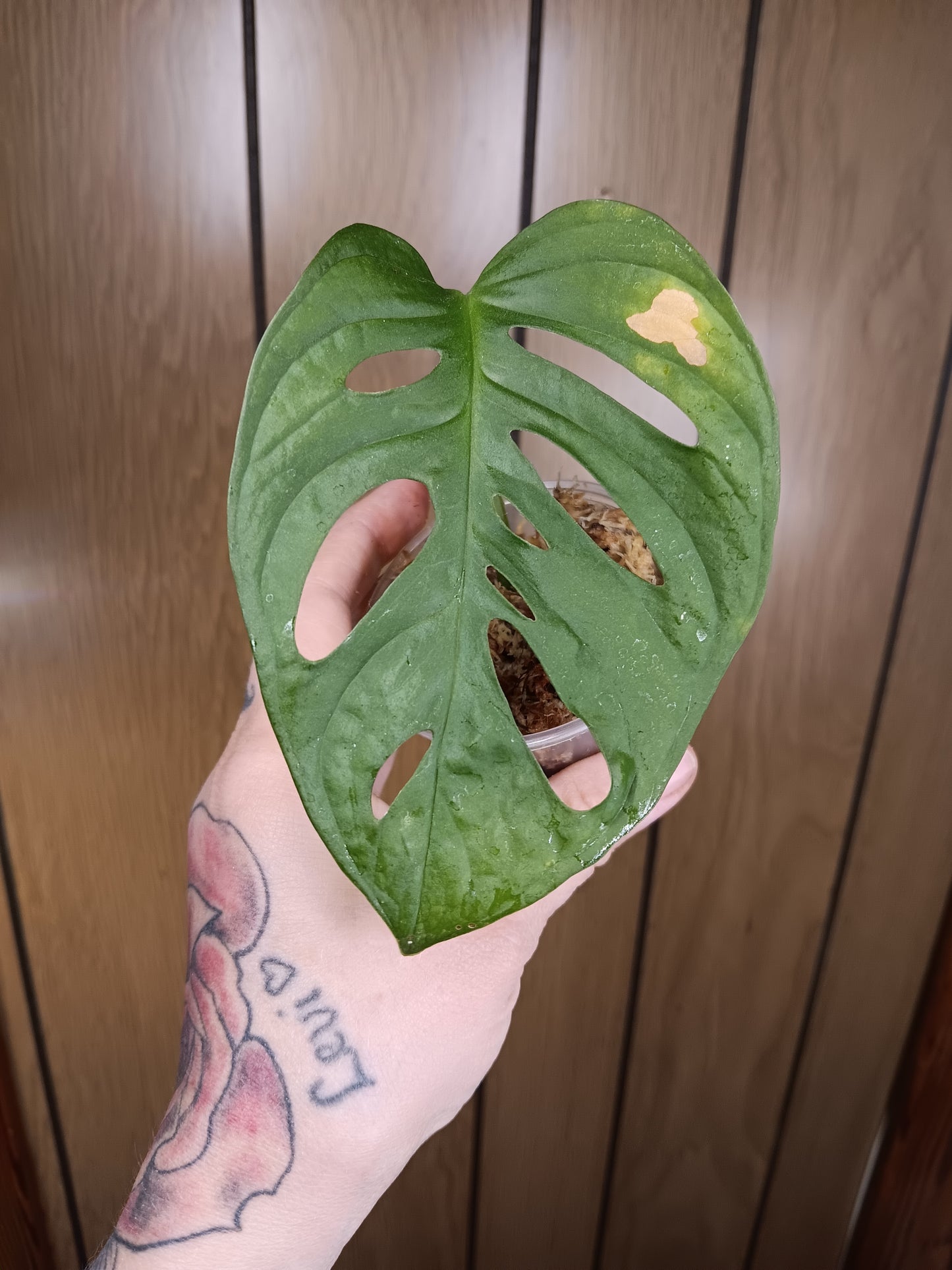 Monstera Adansonii Wide Form