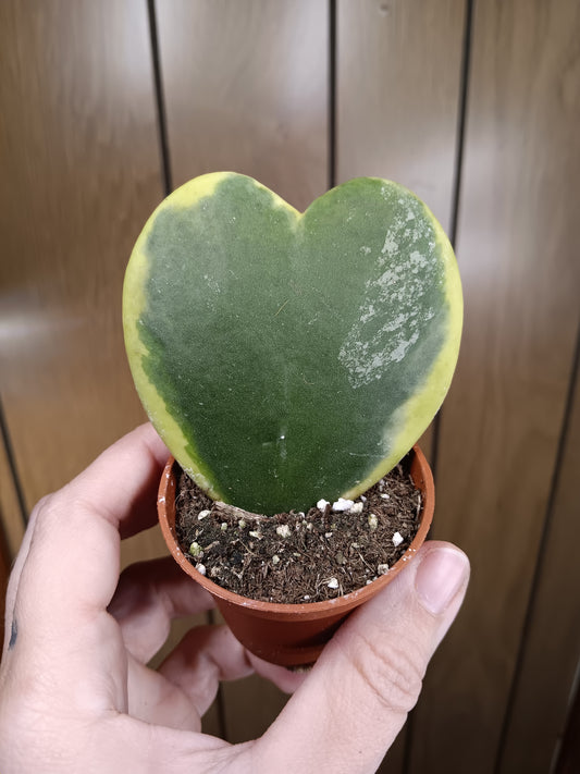 Variegated Hoya Kerrii Heart