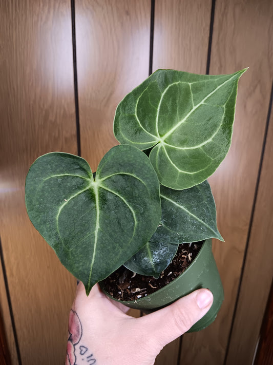 Clarinervium Anthurium