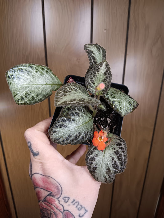 Chocolate Soldier Episcia "Flaming Violet"