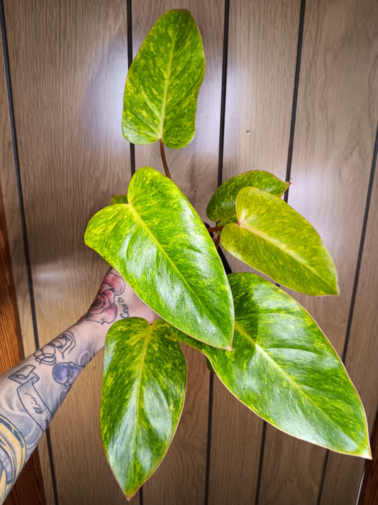 Painted Lady Philodendron