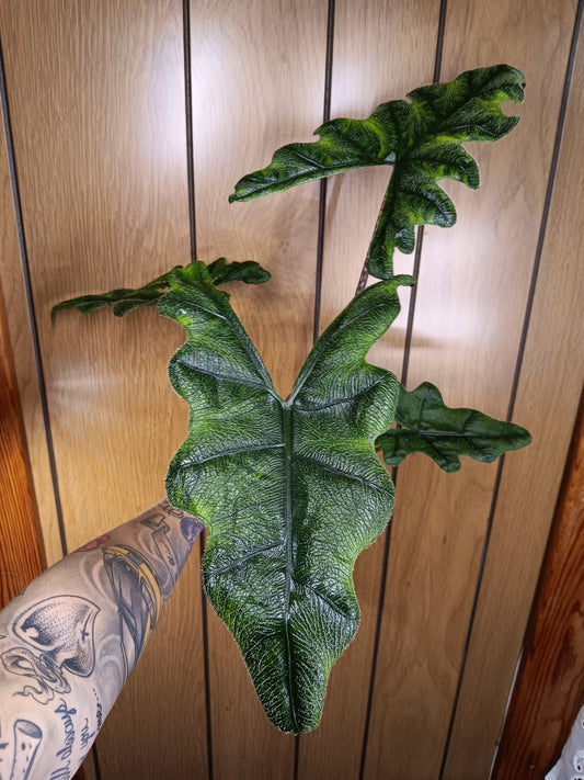 Alocasia Tanderusa "Jacklyn"