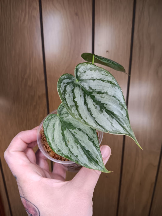 Brandtiantum Philodendron