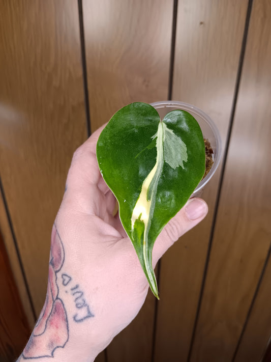 Rio Philodendron