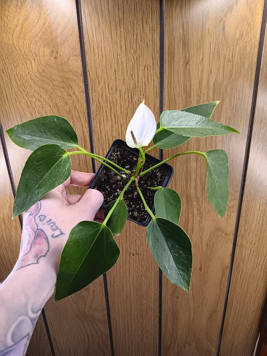 Anthurium White Champion