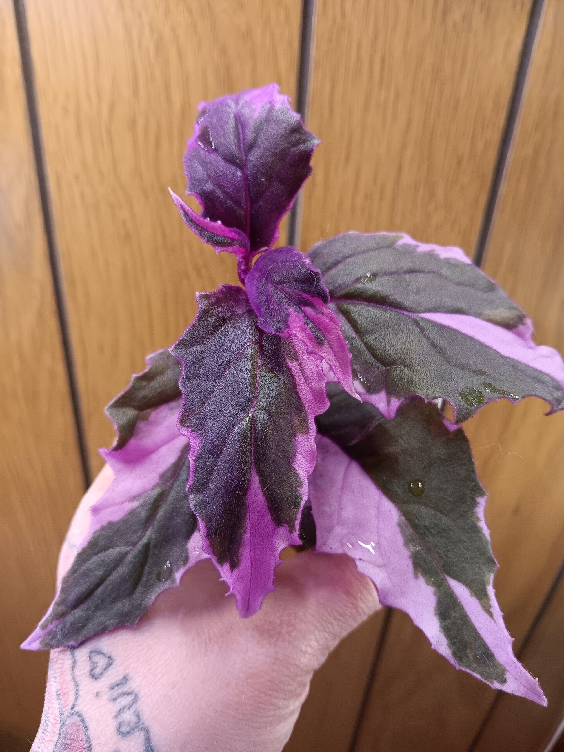 purple passion succulent Variegated Purple Passion – Plant Therapy Co