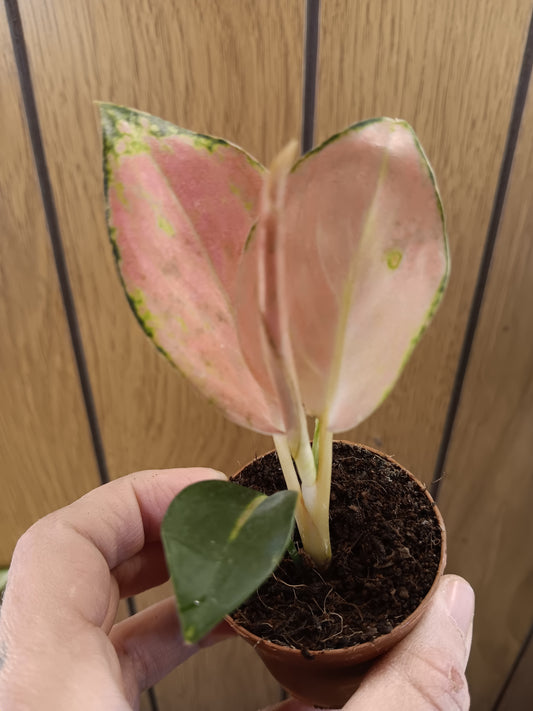 China Red Aglaonema