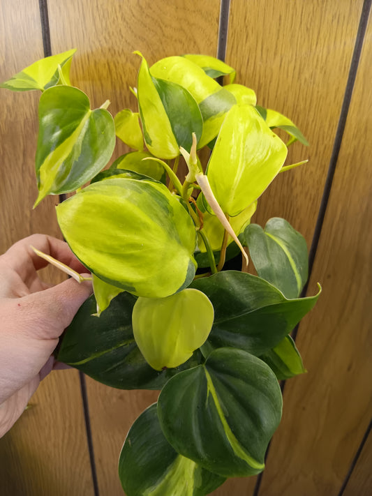 Brasil Philodendron