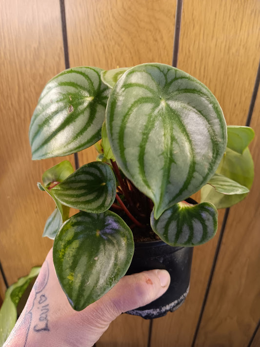 Watermelon Peperomia