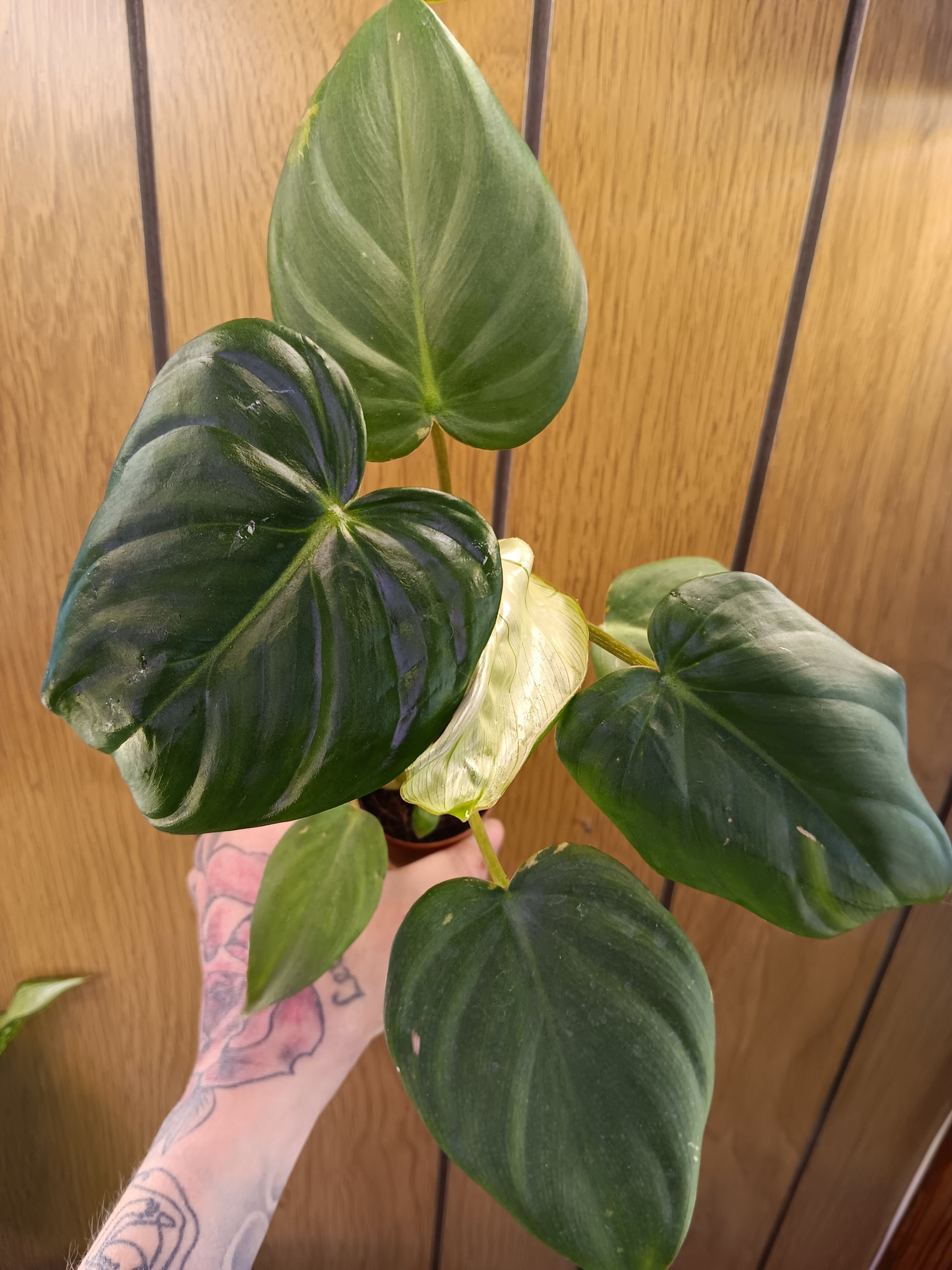 philodendron mcdowell McDowell Philodendron – Plant Therapy Co