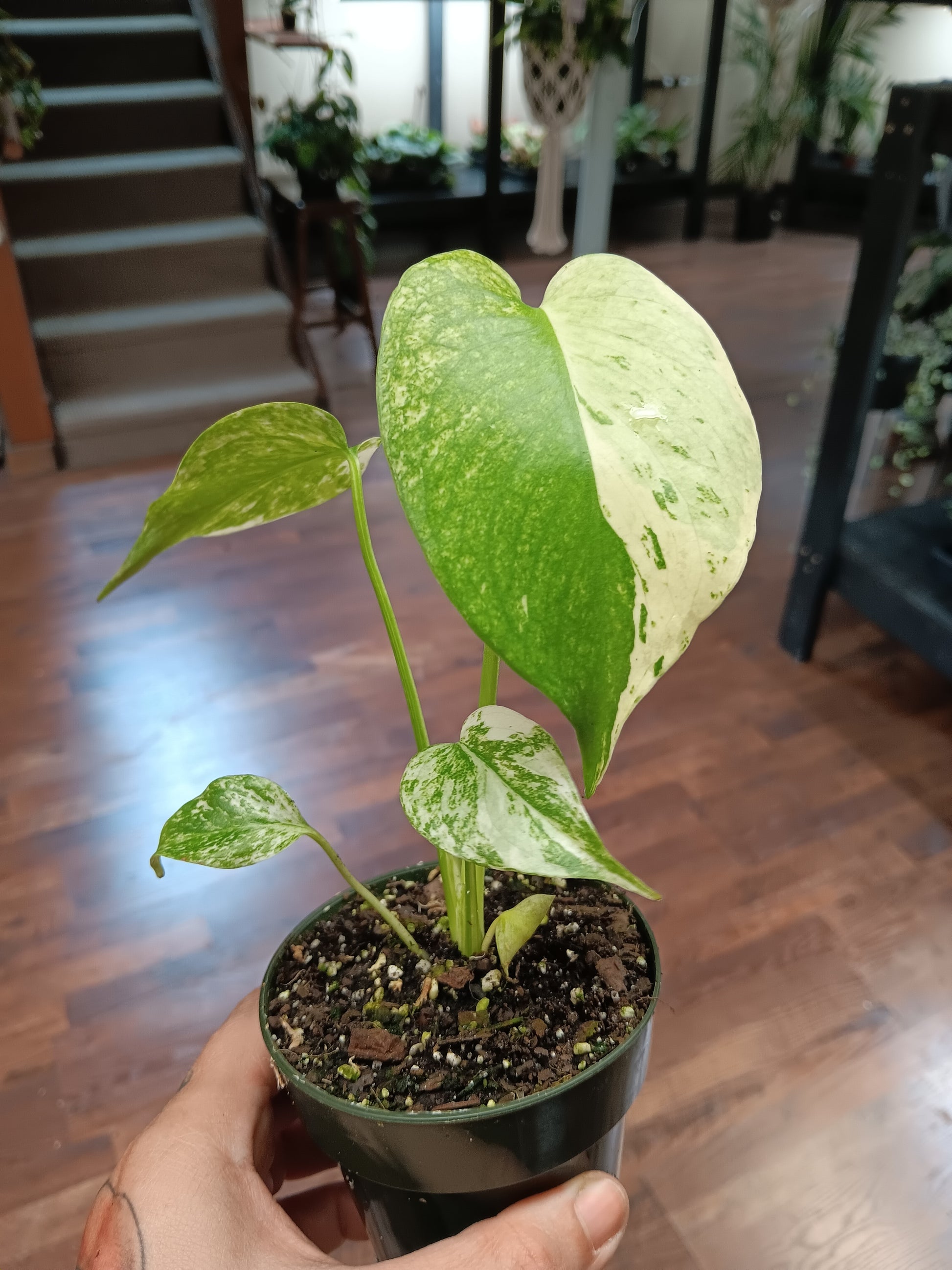 mint monstera plant Monstera Mint LF – Plant Therapy Co