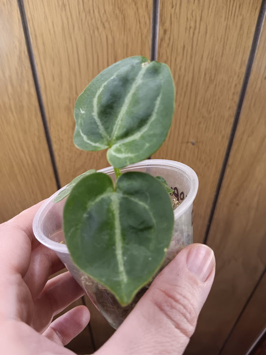 Doc Block x Open Anthurium