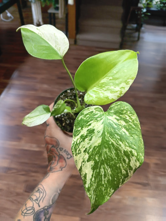 Monstera Mint Large Form