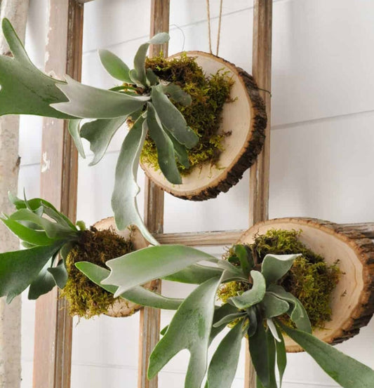 Staghorn Mounting Workshop